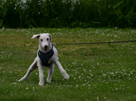 DSC_1008-20240617.jpg