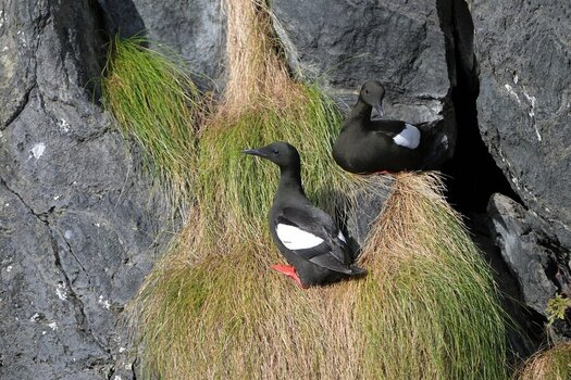 NZ9_9052_2.jpg