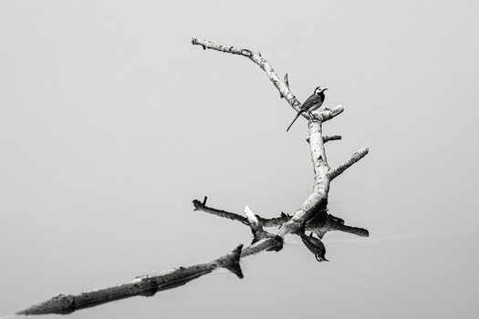 _ROB7462-Bachstelze weiss.jpg