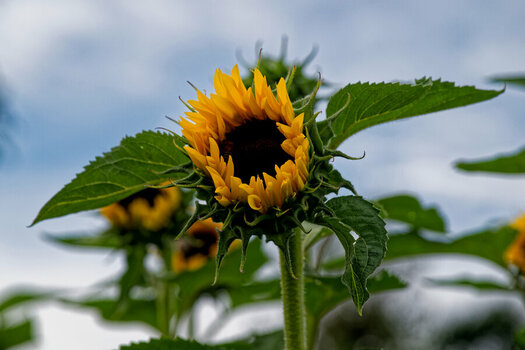 DSC_9383_DxO_DxO.jpg