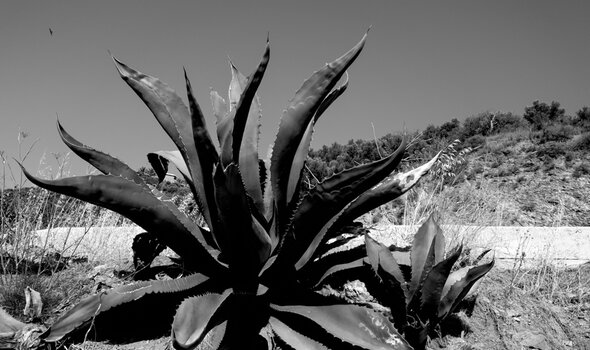 Agave Agave