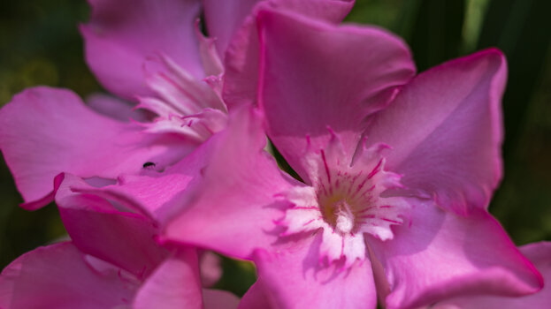 Oleander Oleander
