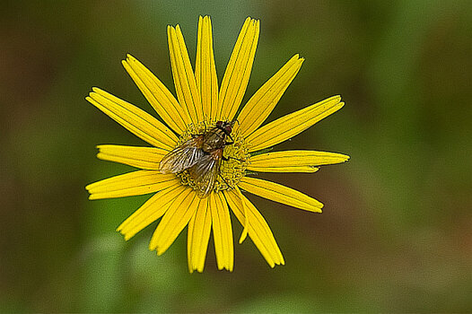 Blüte-mit-Fliege.jpg