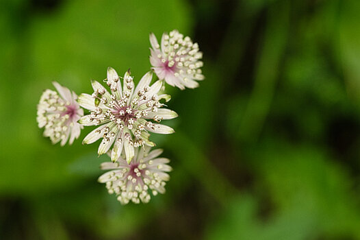 Blume03.jpg