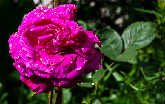 IMGP8313-20240704.jpg