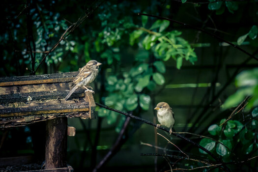 _DSC0572-Verbessert-NR.jpg
