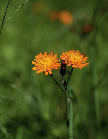DSC_4354.ff.jpg