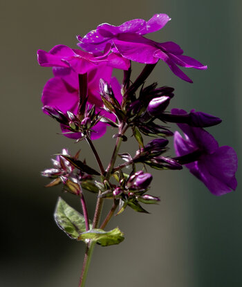 _IMG8350-01.jpg