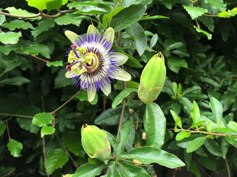 IMG_5022_low.jpg