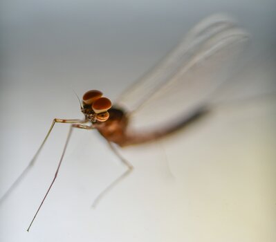 comp_DSC_8511.jpg