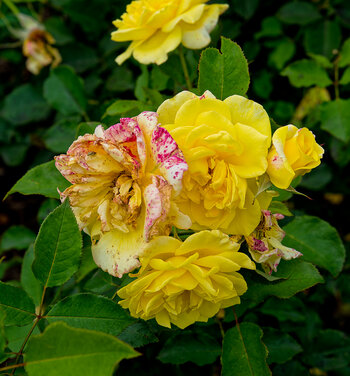 750_0084_DxO.jpg