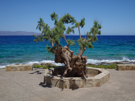 Mochlos Baum