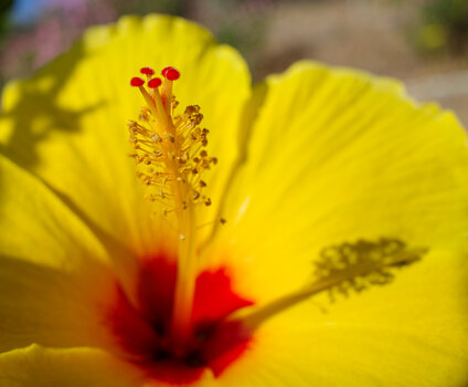 Ist es Hibiskus?