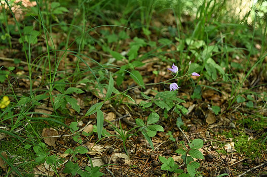 DSC_4342.f.jpg