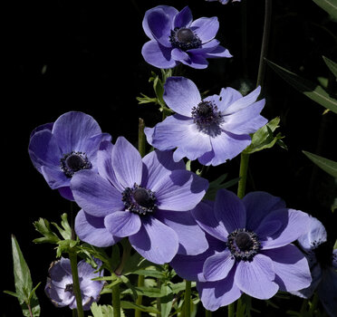 Blaue Anemonen.jpg