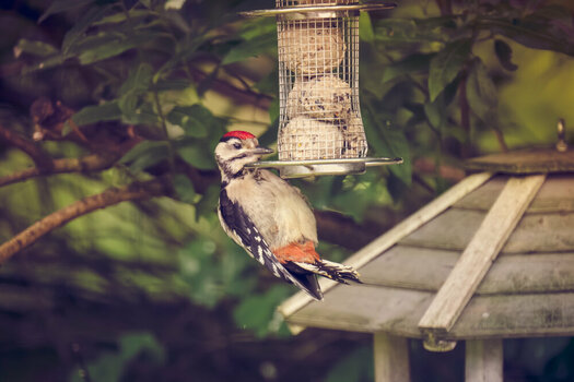 Garten--6.jpg