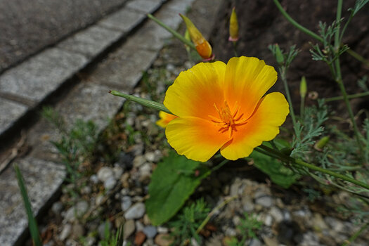 DSC04710.f.jpg