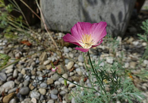 DSC04708.f.jpg