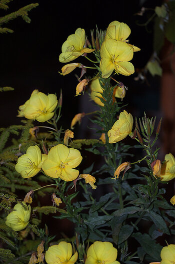 DSC_4682.f.jpg