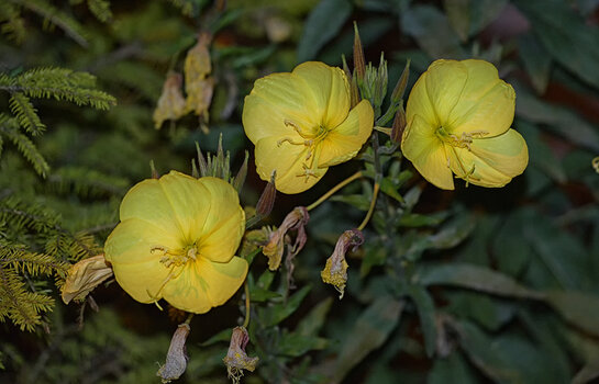 DSC_4679.f.jpg