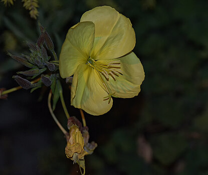 DSC_4698.f.jpg