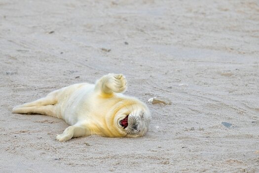 k_Ingo-Hamann_Laughing-out-loud.jpg