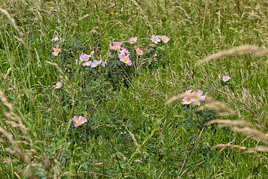 DSC_4021.f.jpg