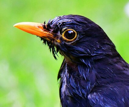 Amsel 6.jpg