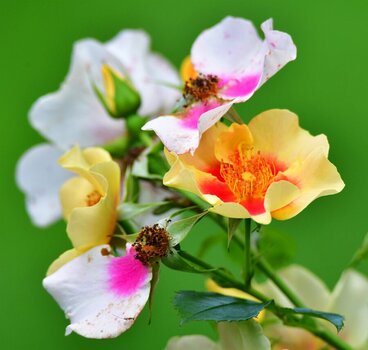 Rose 1.jpg