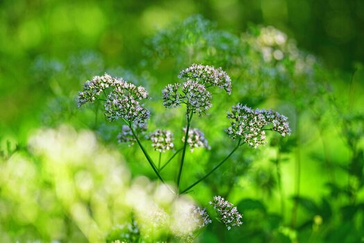 Blumen 2.jpg