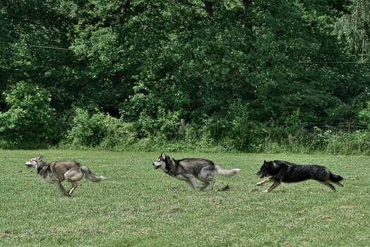 DFX_8487.jpg