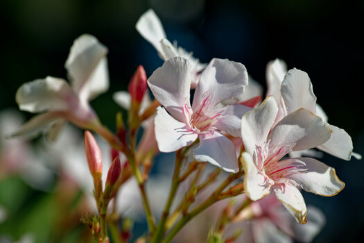 DSC_9415_DxO.jpg