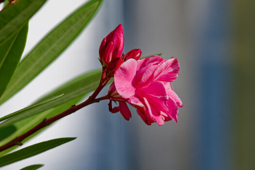 DSC_9416_DxO.jpg