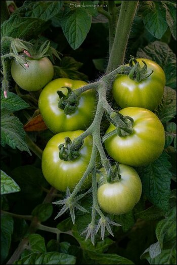 comp_Grüne Tomaten 2.jpg