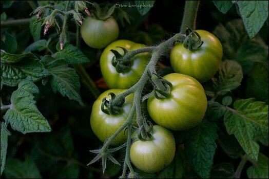 comp_Grüne Tomaten 1.jpg