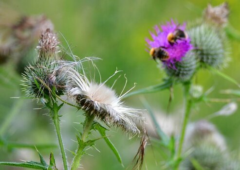 Distel 1.jpg