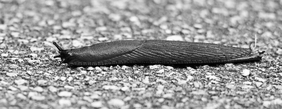 Nacktschnecke 1.jpg