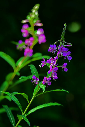DSC_7889.jpg