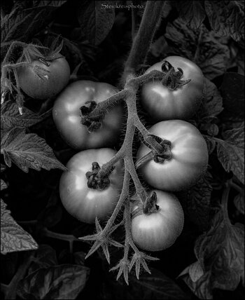 comp_Tomaten SW.jpg