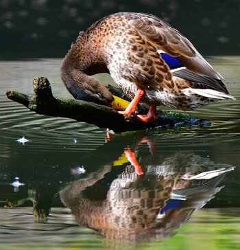 Ente 2.jpg