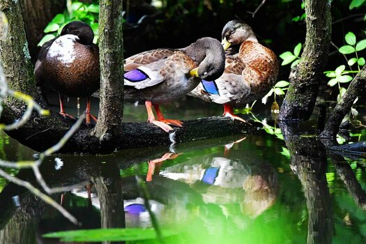 Ente 3.jpg