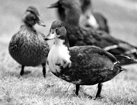 Ente 1.jpg