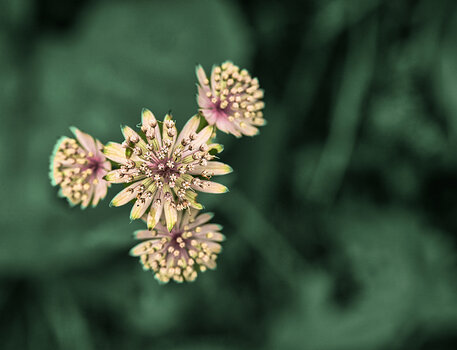 Blume04.jpg