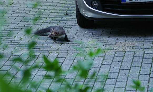 comp.IMGP1619-Automarder.jpg