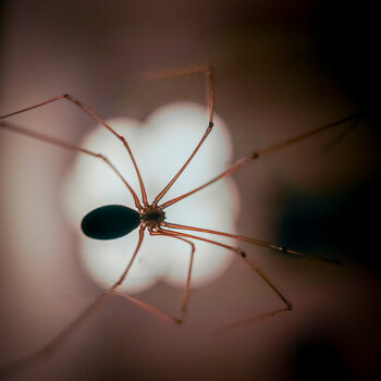 lightspider