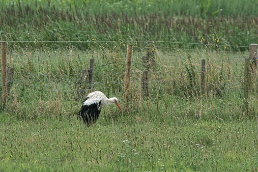 DSC_7953.jpg