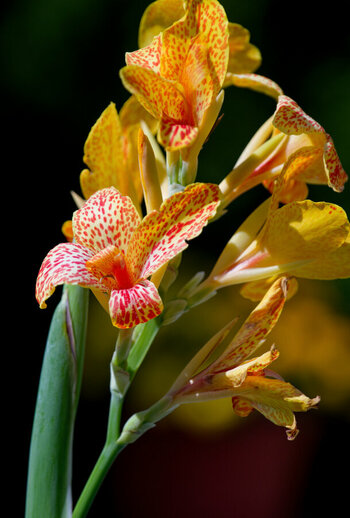 DSC_9423_DxO_009_DxO.jpg