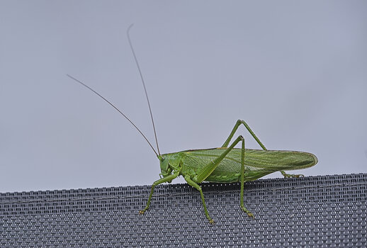 DSC_4795.f.f.jpg