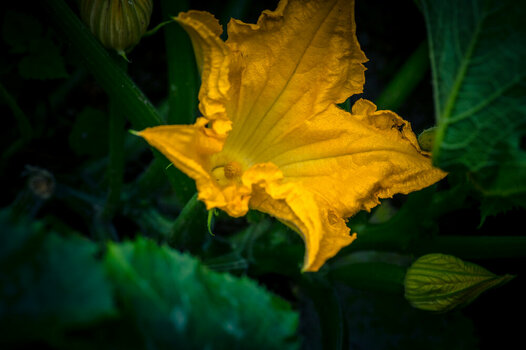 Garten-12. Juli 2024-29.jpg