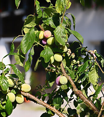 DSC_4864.f.2.jpg